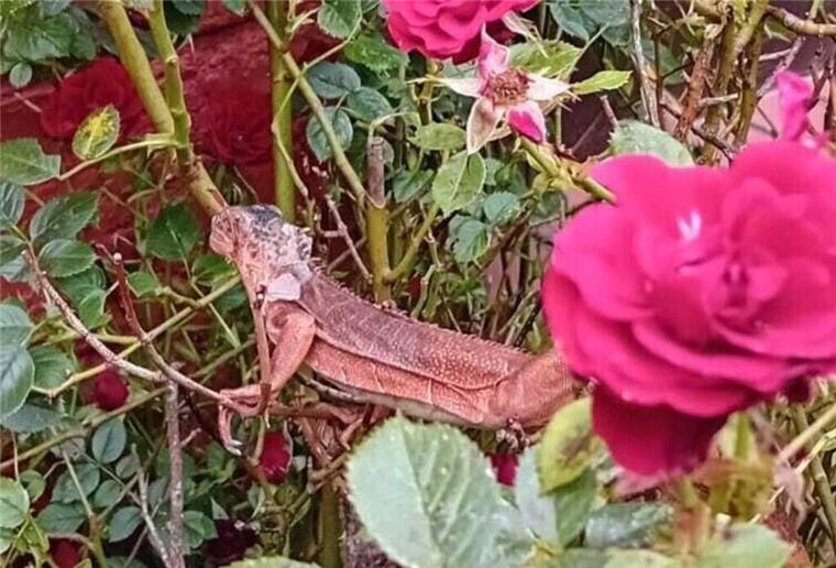 Leguan inmitten eines Rosenbusches