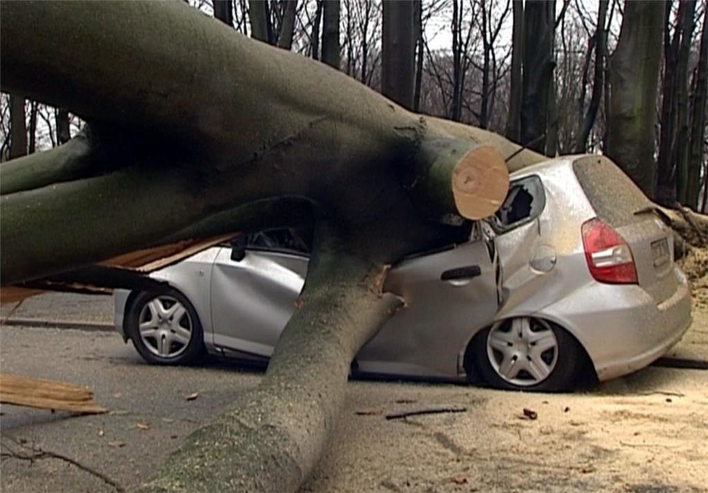 Dieses Auto in Dortmund wurde von einem tonnenschweren Baum begraben.