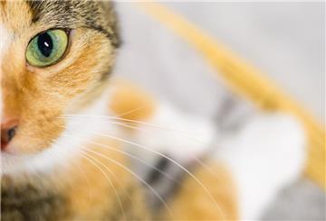 Eine Katze schaut in die Kamera des Fotografen