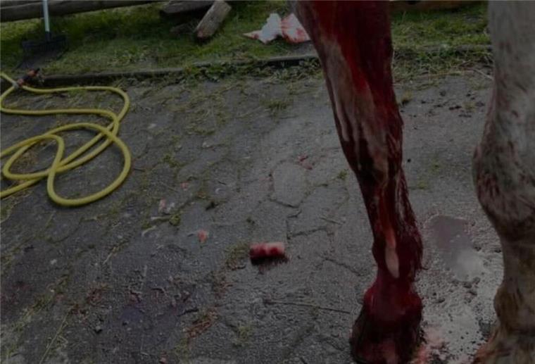 Angriff auf Reiterin: Wolfsattacke oder nicht? Dieses Bild des blutenden Pferdes machte in April in den sozialen Netzwerken die Runde. Und damit die Vermutung: Hatte ein Wolf das Pferd attackiert?