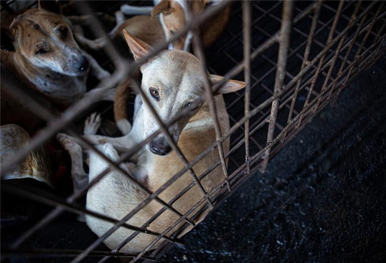 Dieses Bild stammt nicht von dem aktuellen Fall mit 226 Hunden, aber auch diese Hunde sollten in Indonesien geschlachtet werden.
