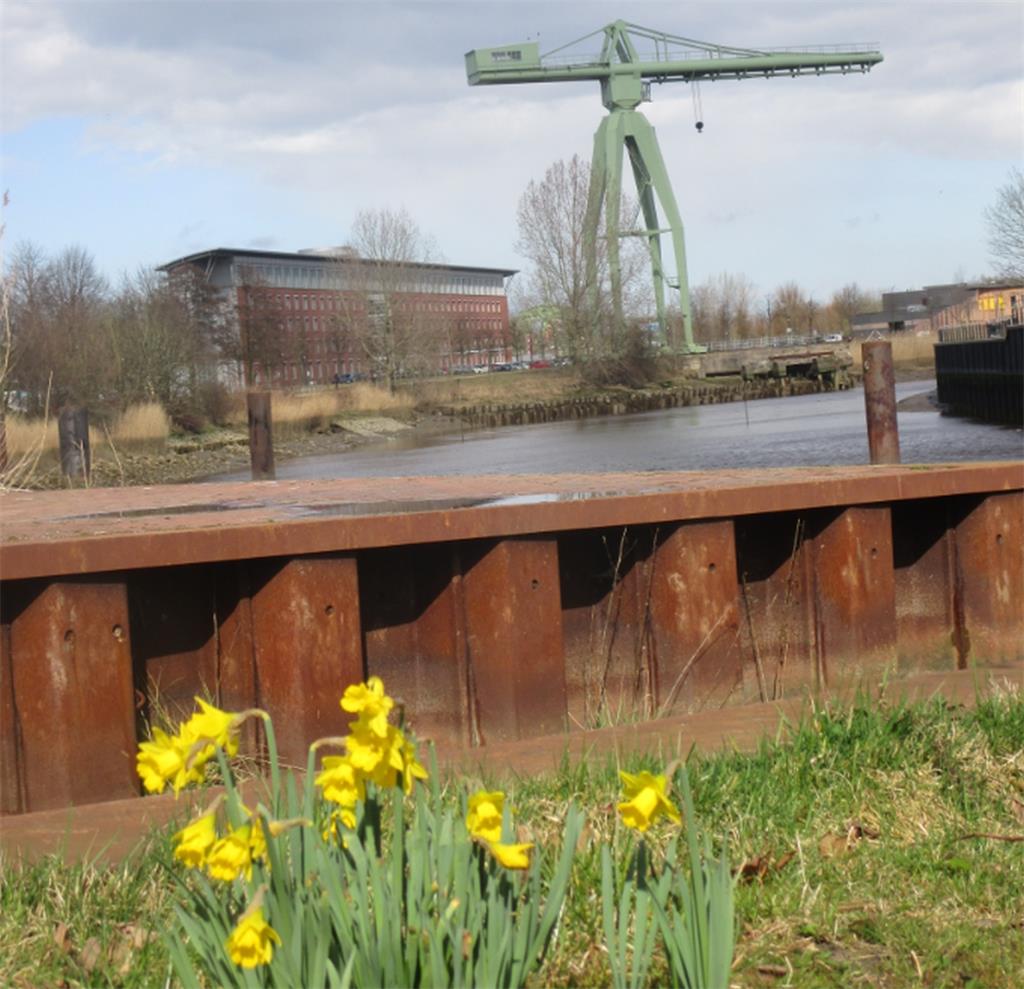 Dieses Foto zeigt gelbe Narzissen an der Geeste-Promenade, im Hintergrund der al...