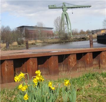 Dieses Foto zeigt gelbe Narzissen an der Geeste-Promenade, im Hintergrund der al...