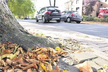 Dieses Foto zeigt, wo das Problem liegt: An der Hansingstraße haben sich mehrere Bäume so breitgemacht, dass die daneben liegenden Wege kaum noch nutzbar sind. Ob dieser und bis zu 33 weitere grüne Riesen weichen müssen, war jetzt Thema im Umweltschutzausschuss.