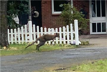 Dieses Känguru hat eine Zeugin Lauenbrück aufgenommen. Die Polizei fragt: Wer weiß, wo das Tier ausgebüxt ist?