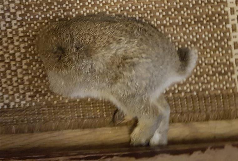 Ein Kaninchen ohne Kopf liegt auf einem Teppich.