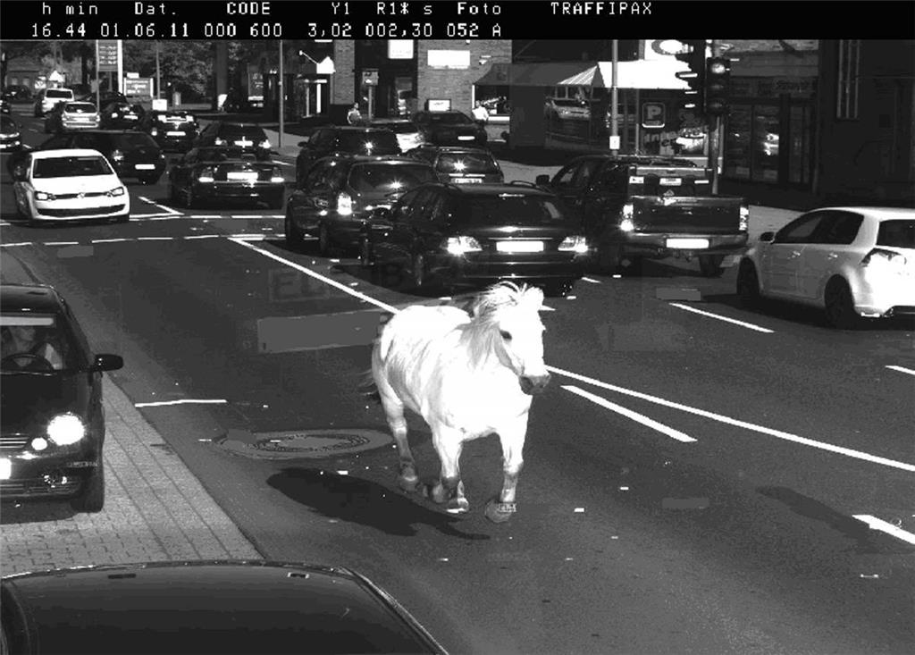 Dieses Pferd galoppierte im Jahr 2011 in Meppen in die Radarfalle - in Wirklichk...