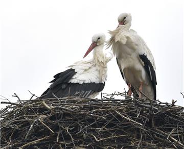 Dieses Storchenpaar ist bereits in ihr Nest in Laven zurückgekehrt. 
