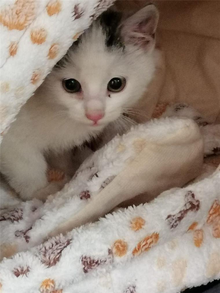 Dieses süße Katzenbaby wurde in Zeven gefunden und kam dann auf Umwegen ins Tierheim.  Dort wurde es "Snoopy" getauft.
