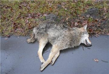 Dieses Symbolbild zeigt einen Wolf, der dem Verkehr zum Opfer gefallen ist.