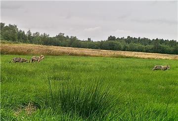 Drei Wölfe auf einer Wiese bei Sellstedt, aufgenommen von einer Wildtierkamera.