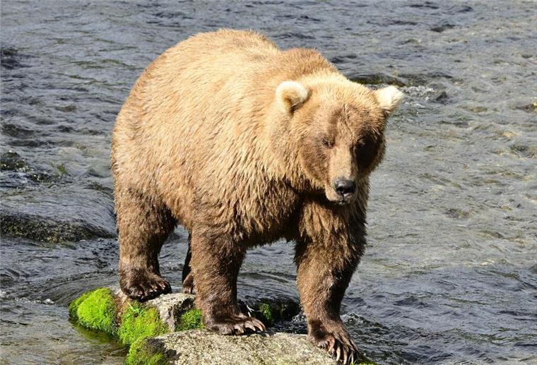 eine Braunbärin