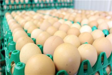 Direktvermarkter und Hofläden im Cuxland sind die Profiteure des Fipronil-Skandals. Viele Verbraucher gucken beim Einkauf jetzt genauer hin.