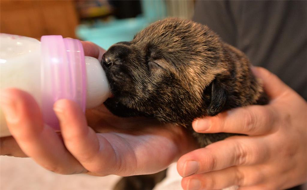 Doggen-Mutter &quot;Mäuschen&quot; hat nicht genügend Zitzen, sodass Antje Köhle...