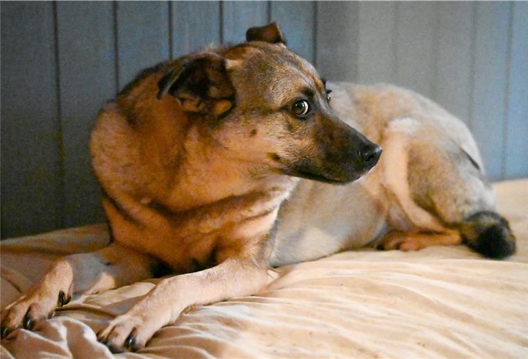 Doris Urban kümmert sich in Neuenkirchen um Angsthunde. Mira war die erste Hündin, bei der sie erkennen musste: Nicht jeder Hund ist vermittelbar.
