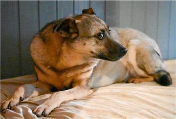 Doris Urban kümmert sich in Neuenkirchen um Angsthunde. Mira war die erste Hündin, bei der sie erkennen musste: Nicht jeder Hund ist vermittelbar.