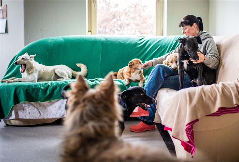 Doris Urban nimmt über „Born to live“, einem Verein für Auslandstierschutz, ungarische Hunde bei sich auf, die ansonsten getötet werden würden.