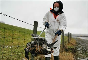 Dort, wo besonders viele Kadaver liegen, wird der Bauhof der Gemeinde Butjadingen tätig und sammelt die Tiere ein. Das Foto zeigt Mitarbeiter Stephan Hölting in Eckwardersiel mit einer toten Nonnengans.