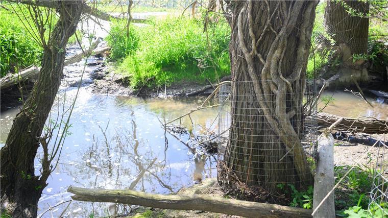 Rückkehr des Bibers bereitet Landwirten Probleme Draht zum Schutz vor Bibern ist an einem Baum in der Region Hannover befestigt.