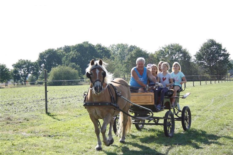 Dreht geduldig seine Runden: Haflinger "Charlie" und Kutscher Dieter Kruse sind beim Kindernachmittag der Tarmstedter Heimatfreunde ein gefragtes Team.