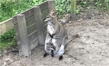 Drei ausgewachsene Wallabys sind in Westerstede (Kreis Ammerland) gestohlen worden.