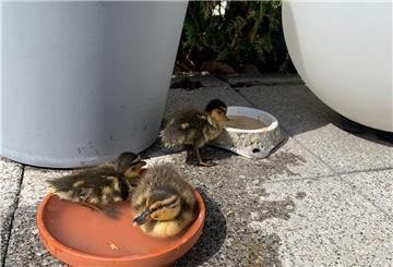 Drei kleine Entenküken hat die Familie Natusch aus Schiffdorf gerettet. Auf der Terrasse haben sie das Wasser- und Sonnenbad genossen.