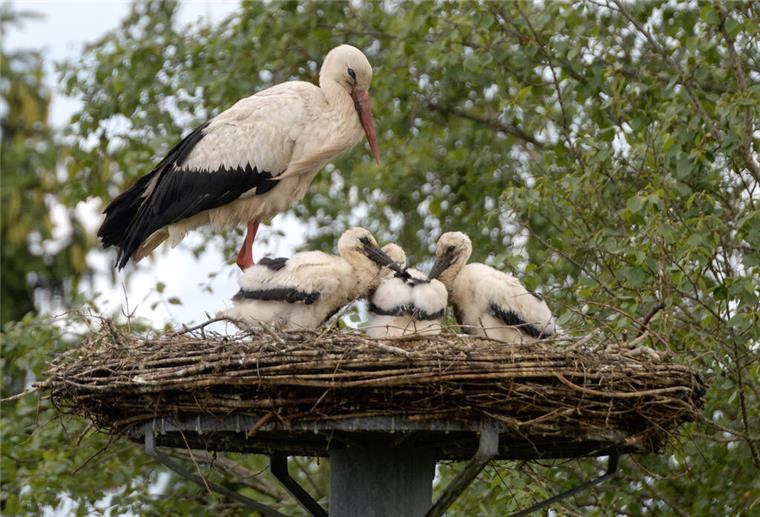 Storchenfamilie in Wulsdorf