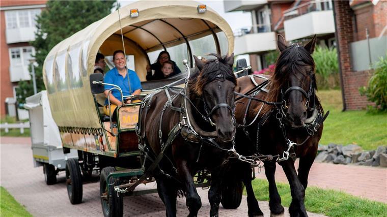 Baltrum will Pferdeinsel bleiben Drei Kutschbetriebe und eine Inselspedition transportieren auf Baltrum Waren, Möbel, Müll, Baumaterialien und Urlaubsgäste mit Arbeitspferden.