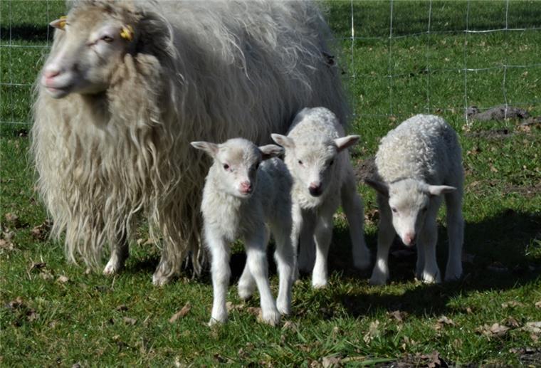 Zeven: Seltenes Lämmer-Trio erblickt Licht der Welt Drei Lämmer auf einen Streich: Was die Natur eigentlich nicht vorgesehen hat, wurde jetzt in Frankenbostel wahr.