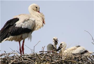 Drei Nachwuchsstörche wachsen in Eckwarden auf. Hier steht Vater Friedward auf dem Nest und hält geduldig Aufsicht über den quirligen Nachwuchs.