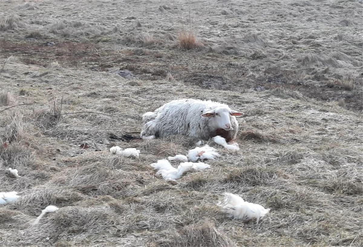 Drei Schafe im Bokeler Moor von Wolf gerissen Drei Schafe wurden im Bokeler Moor gerissen. Hermann Kück ärgert sich, dass eines davon zwei Tage lang verletzt auf der Weide lag.