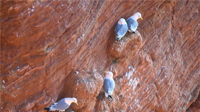 Labor bestätigt Ausbruch der Geflügelpest auf Helgoland Dreizehenmöwen sitzen auf den roten Klippen (Lummenfelsen) auf Helgoland.
