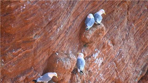 Dreizehenmöwen sitzen auf den roten Klippen (Lummenfelsen) auf Helgoland.