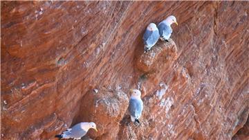 Dreizehenmöwen sitzen auf den roten Klippen (Lummenfelsen) auf Helgoland.