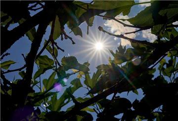 Sonnenlicht dringt durch die Blätter einer Pergula.