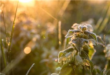 Eiskristalle sind auf einer weißen Taubnessel (Lamium album) zu sehen. Durch die Schafskälte kann es im Juni wieder sehr kalt werden.