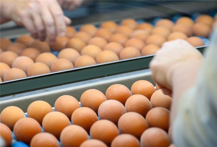 Trotz Vogelgrippe: Genug Eier zu Ostern im Handel
