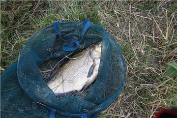 Dürrefolge: In einem kleinen Gewässer des Angelsportclubs Nordholz unweit der Wurster Küste sind am Donnerstag und Freitag mehrere Zentner Fisch erstickt. 