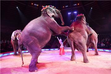 Dumbo soll es an den Kragen gehen: Wenn es nach dem Bundesrat geht, sollen Wildtiere aus dem Zirkus verbannt werden.