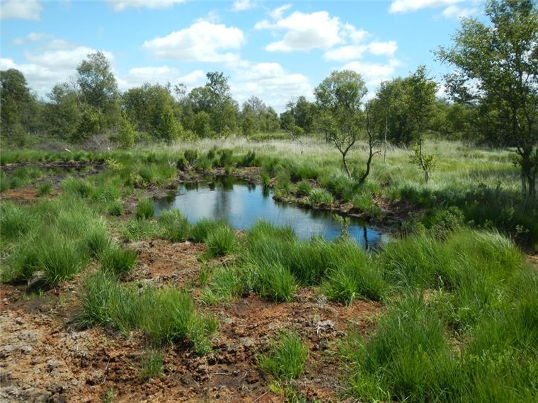 Durch den Bau von Moorpoldern wird das Niederschlagswasser auf den Hochmoorflächen, hier am Sellstedter See, zurückgehalten. 