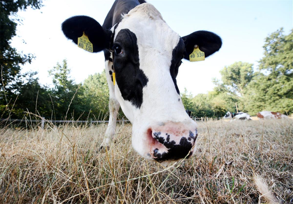 Dürrehilfen für die Landwirtschaft: Das Geld könnte knapp werden Durch den trockenen Sommer beträgt der Ernteausfall auf Grünland 40 Prozent.