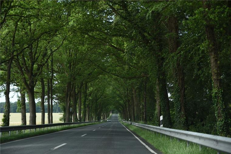 Durch die Nachrüstung von Schutzplanken an Strecken mit vielen Bäumen sollen die Unfallfolgen beim Abkommen von der Fahrbahn verringert werden