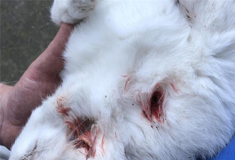 Durch einen gezielten Schuss wurde die Katze getötet.