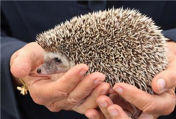 Durch lange Dürreperioden haben Igel im Sommer immer weniger Nahrung.