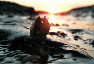  Symbolbild für Muscheln in der Nordsee: Im Zulauf eines Priels im niedersächsischen Wattenmeer vor Dornumersiel (Kreis Aurich) spiegelt sich die untergehende Sonne und lässt eine Herzmuschel rötlich schimmern 