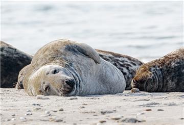 Eine Kegelrobbe liegt am Strand der Helgoland-Düne.
