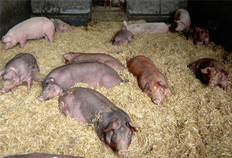 Duroc-Schweine, eine besondere Rasse auf dem „Bröös-Hof“ halten Mittagsschlaf auf Stroh. 