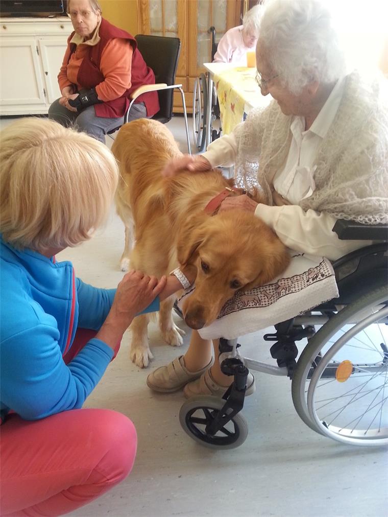 Ausbildung für Therapiehunde: Helfer mit der kalten Schnauze Egal, ob im Seniorenheim oder im Kindergarten: Therapiehunde werden überall gern gesehen.