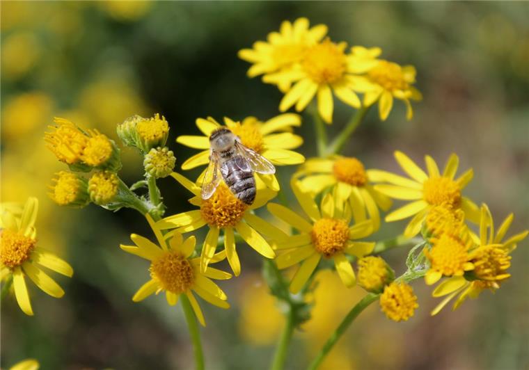 Eigentlich verschmähen Bienen das bittere Jakobskreuzkraut. Wenn es indes keine Alternative gibt, saugen sie auch dort Nektar.