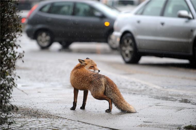 Wildunfall im Fischereihafen: Motorradfahrer (17) überrollt Fuchs Ein 17-jähriger Motorradfahrer hat am Sonntagmittag einen Fuchs im Fischereihafen überrollt.